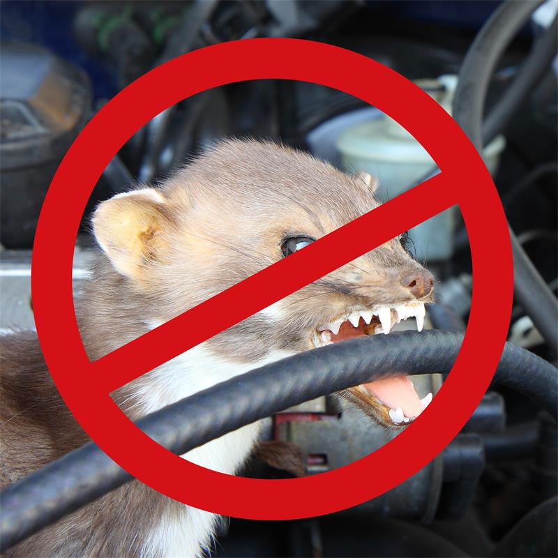 Marderabwehr1StueckMotor