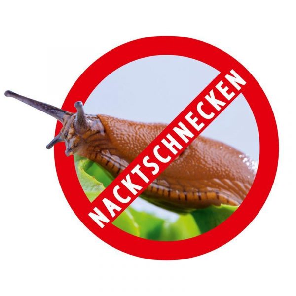 Schnecke